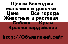 Щенки Басенджи ,мальчики и девочки › Цена ­ 1 - Все города Животные и растения » Собаки   . Крым,Красногвардейское